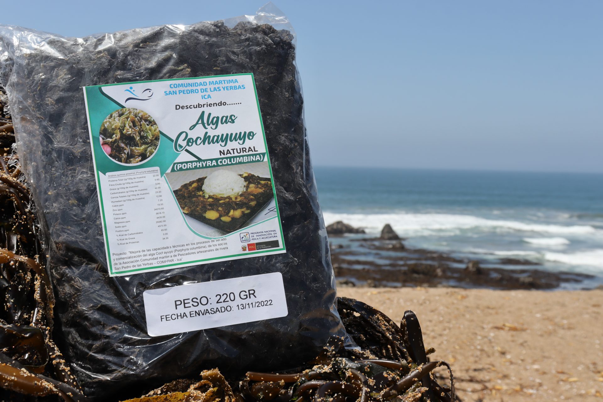 Algueros de Cochayuyo