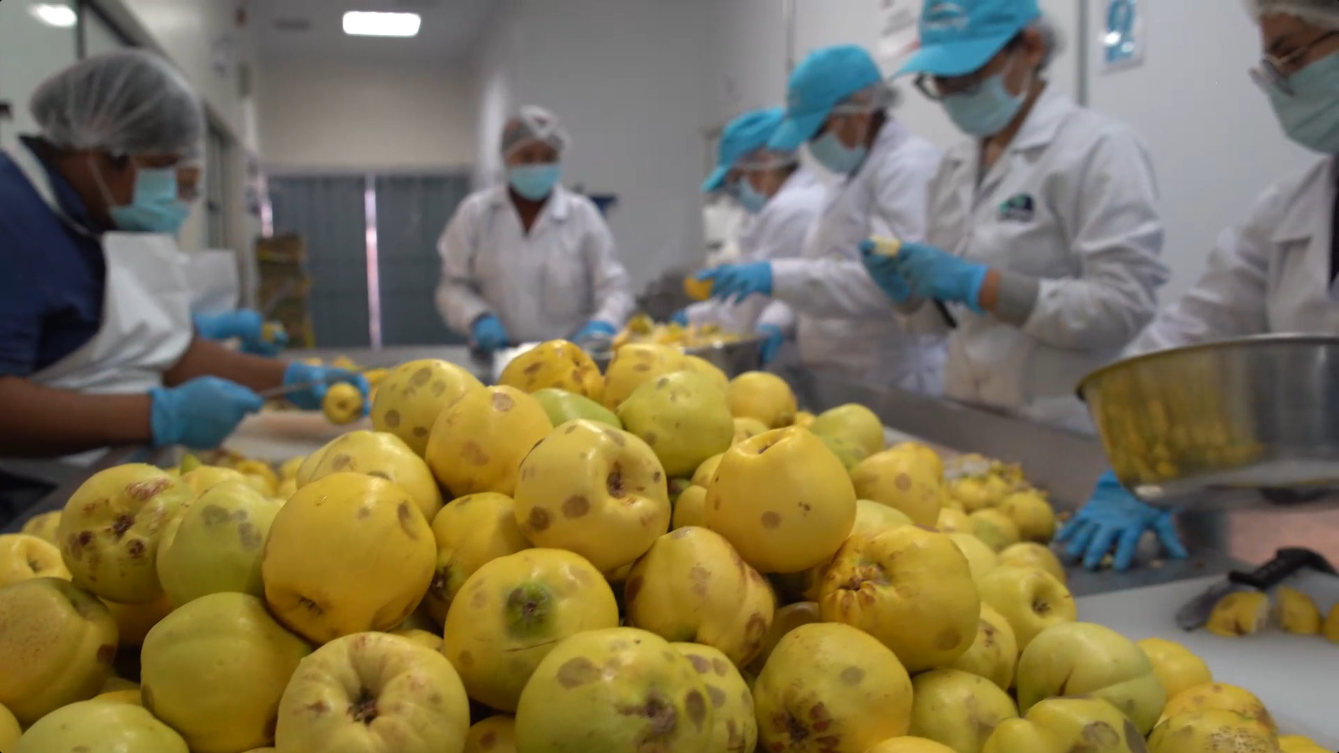 Proyecto Cultivo de Yuyo